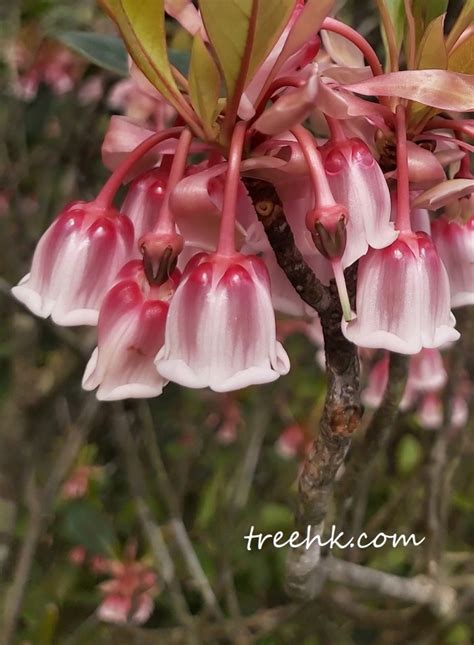 吊鐘花種植|吊鐘花 Enkianthus quinqueflorus